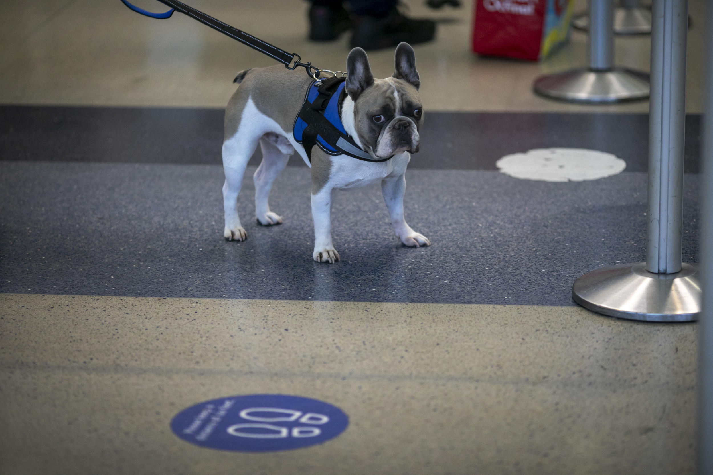 Should Emotional Support Animals Be Allowed on Planes? New Rule Says No