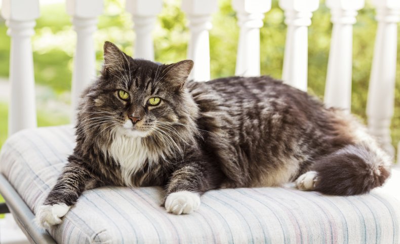 Maine Coon