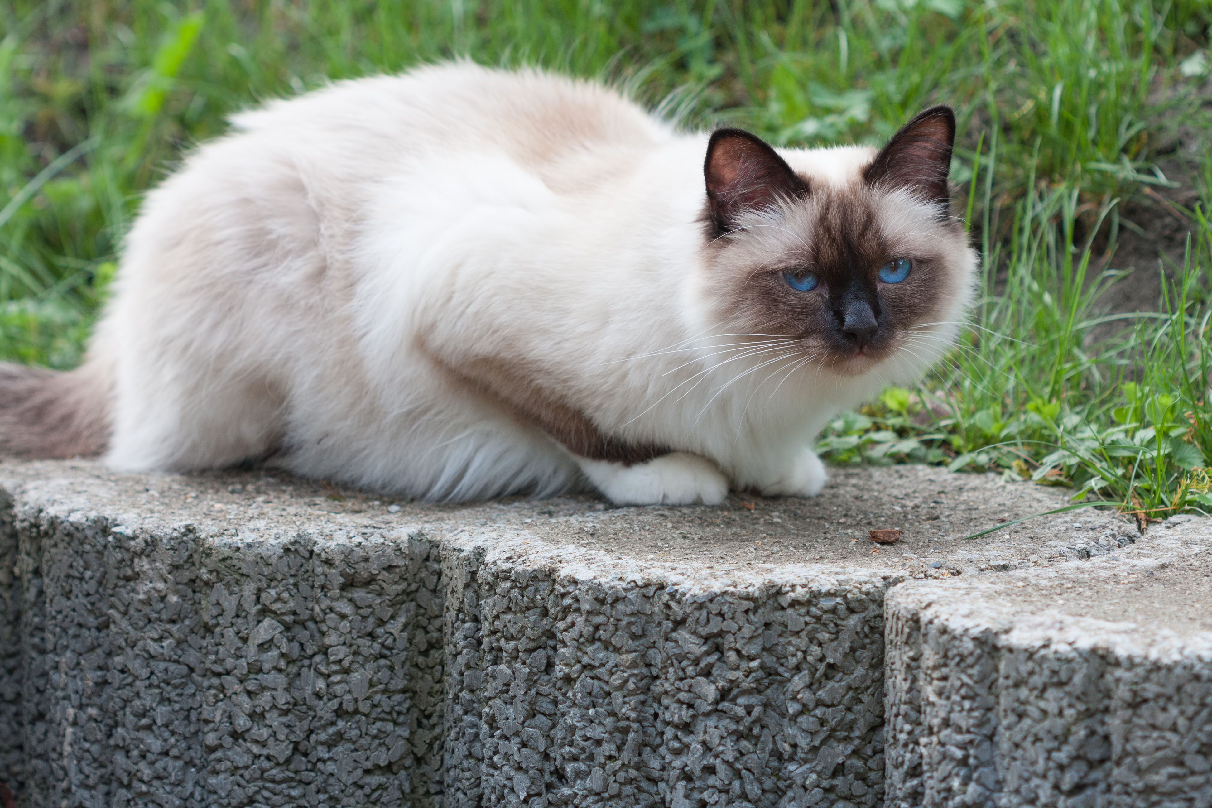 Birman cat