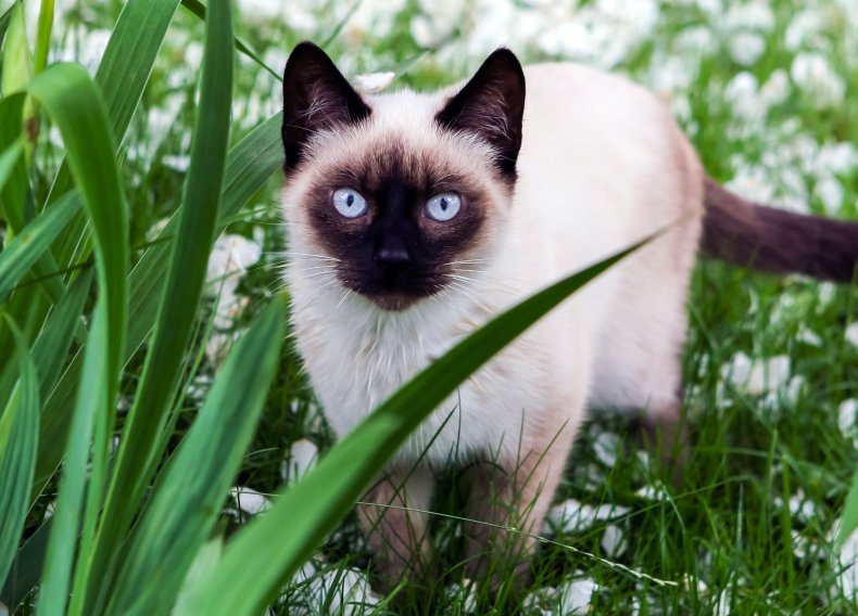 Siamese