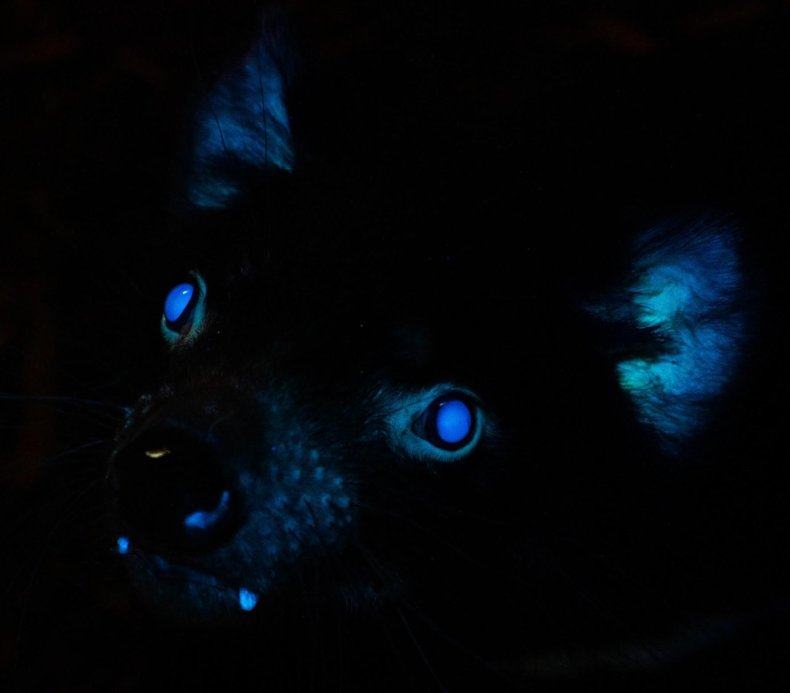 Tasmanian devil