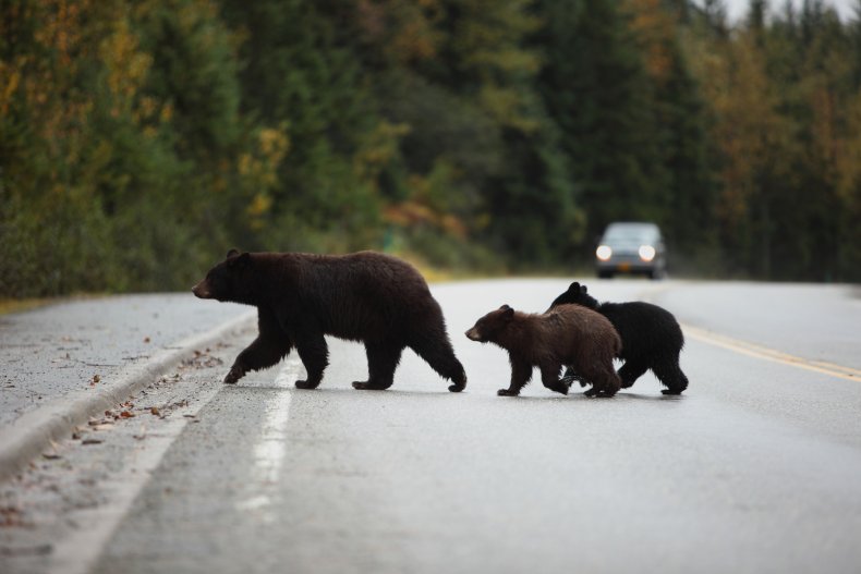 black bear family crossing road