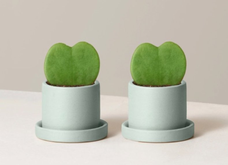 Best secret santa gifts plants