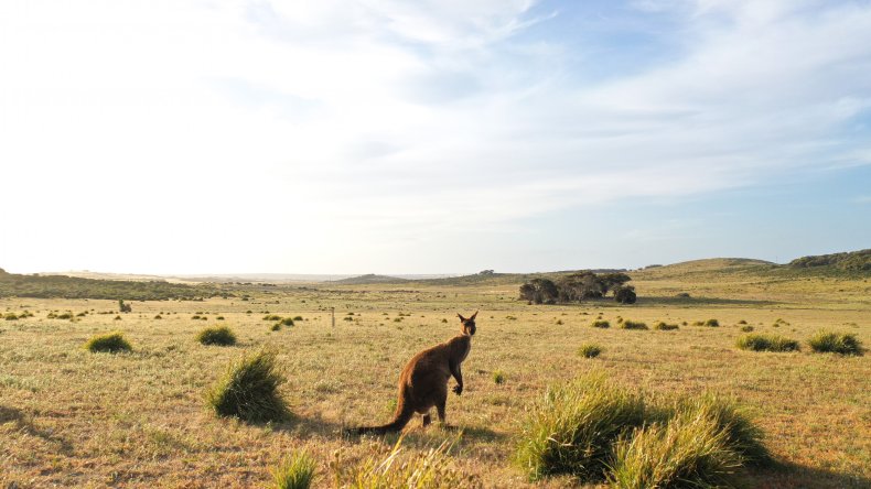 Kangaroo