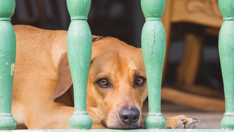 dog anxiety
