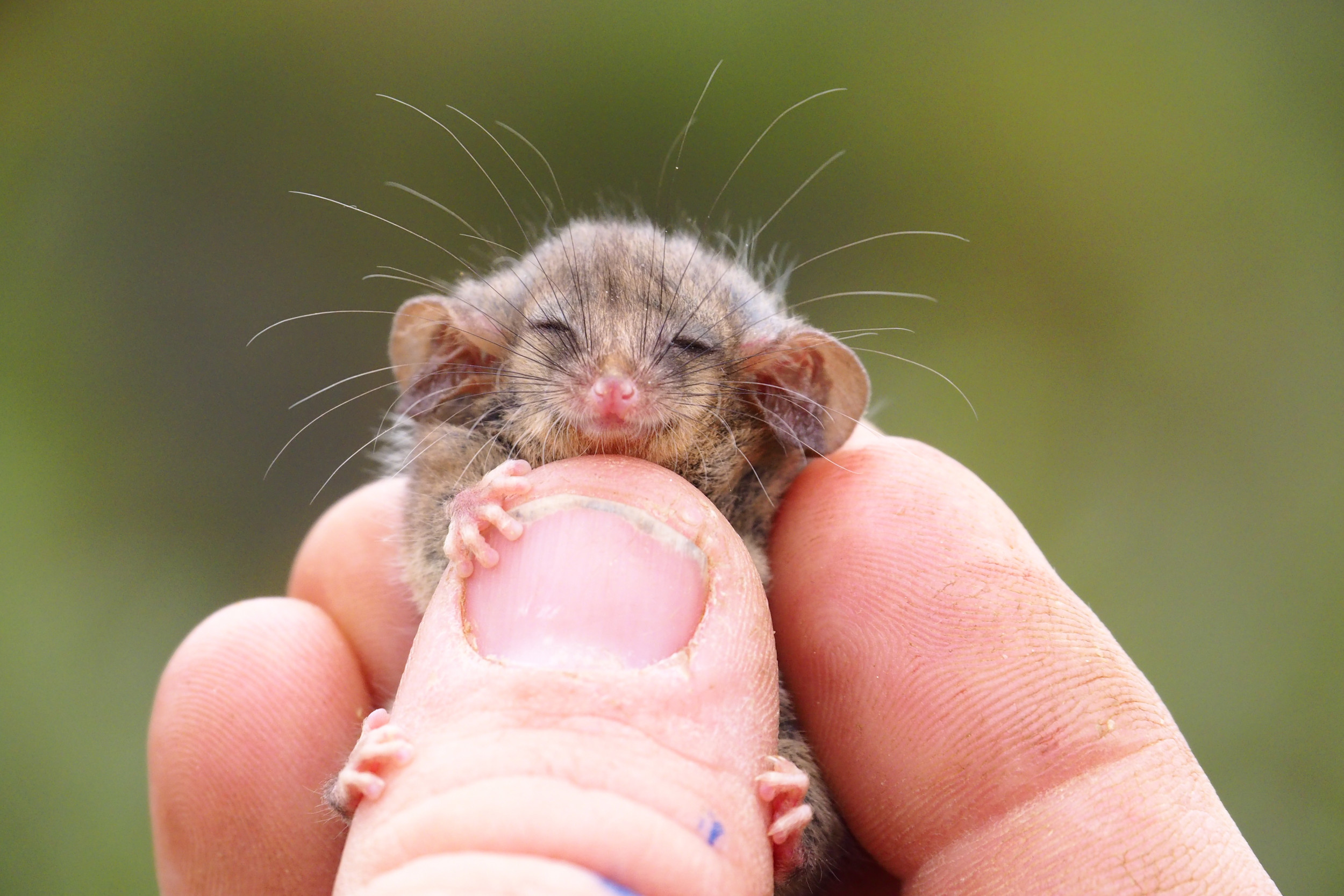 World's Smallest Possum Found, A Sign of Life on Kangaroo Island  Post-Bushfires