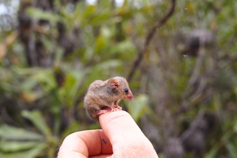 Pygmy Possum