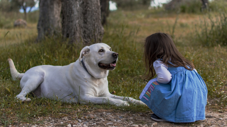 9 Signs Your Dog Has COVID-19 and What to Do About It (2) 9 Signs Your Dog Has COVID-19 and What to Do About It (2)