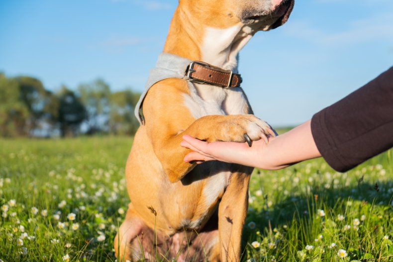 Service Dog Lola Reunited With Her Family