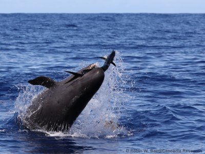 false killer whales hunting mahi mahi fish