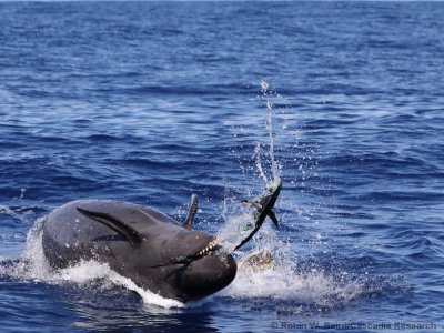 false killer whales hunting mahi mahi fish false killer whales hunting mahi mahi fish