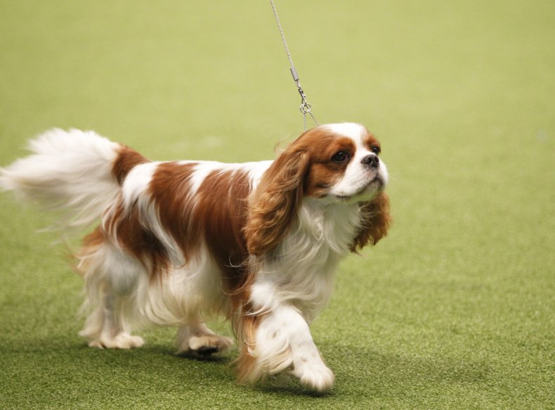King Charles Spaniel