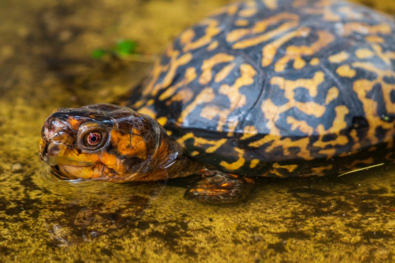 box turtles smuggled to asia