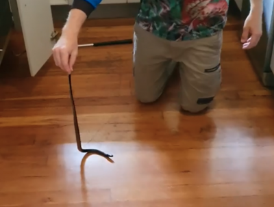 Red bellied black snake Red bellied black snake
