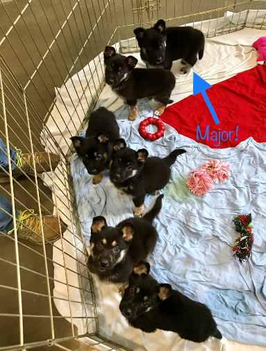 Joe Biden, rescue dogs, Major, Delaware