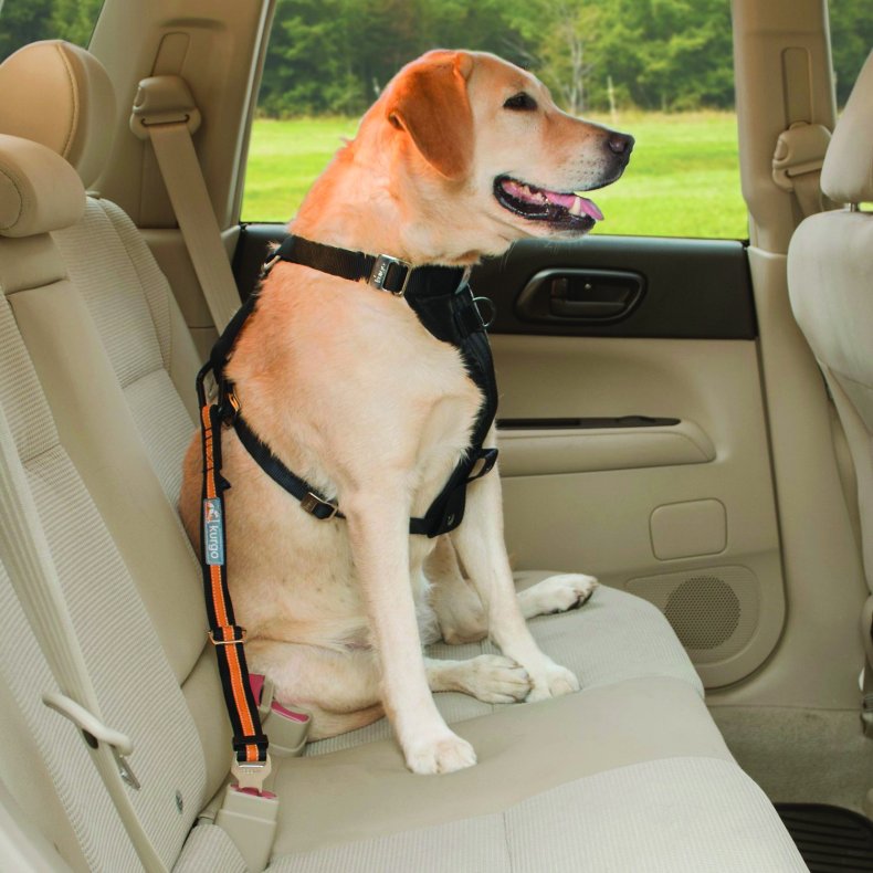Dog seatbelt