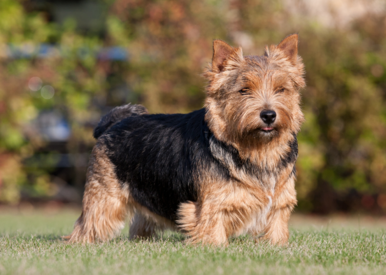 #62. Norwich terrier