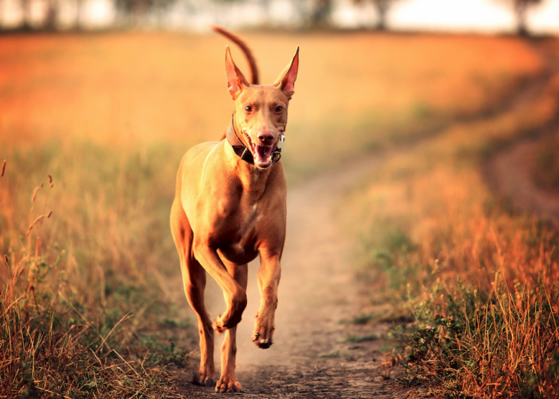 #56. Pharaoh hound (tie)