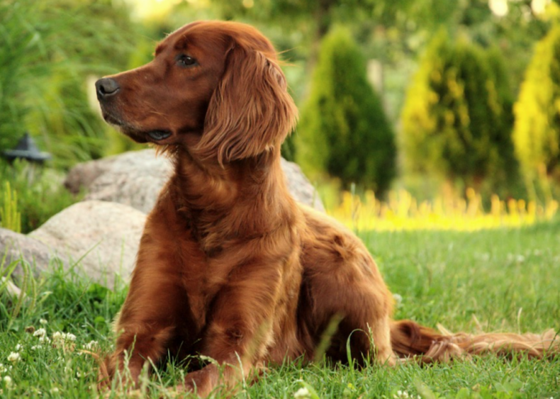 #51. Irish setter (tie)