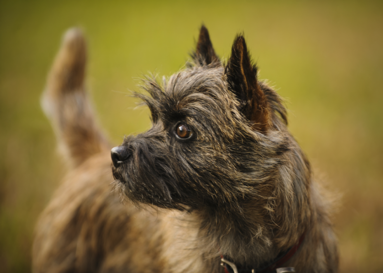 #51. Cairn terrier (tie)