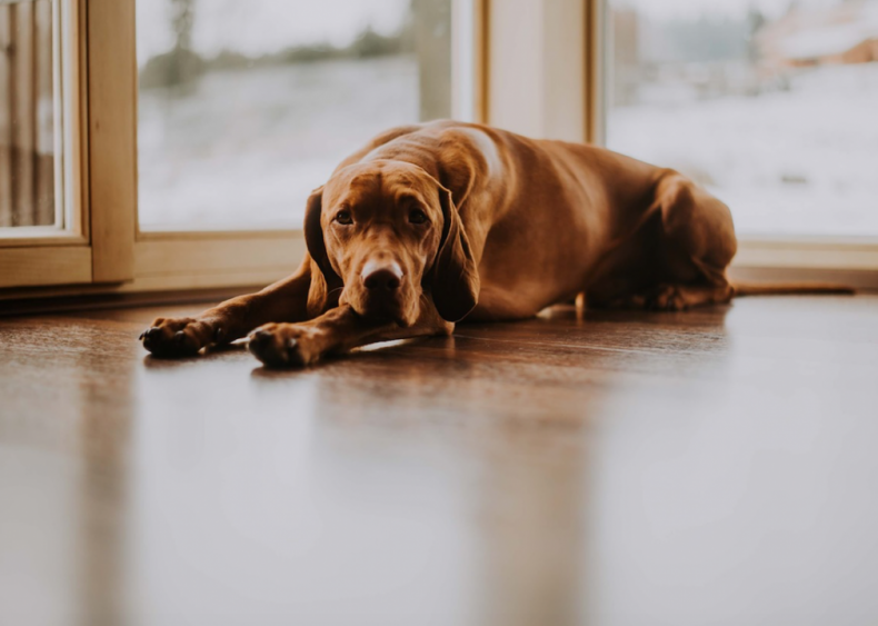 #31. Vizsla