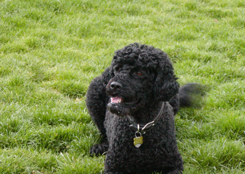 #30. Irish water spaniel
