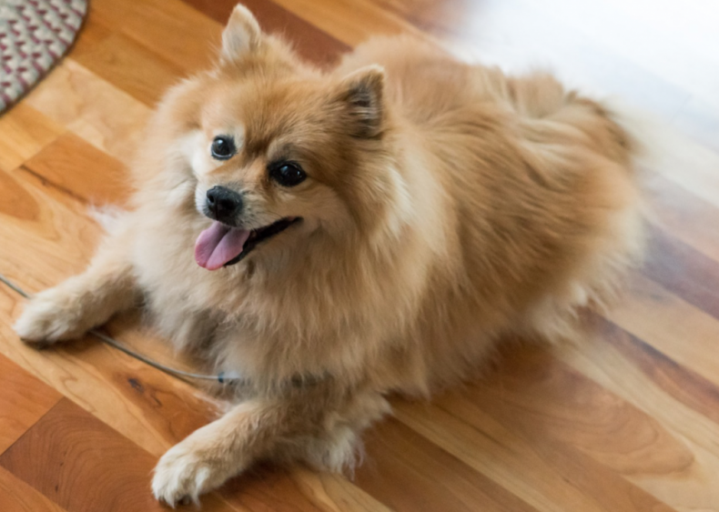 #29. Pomeranian