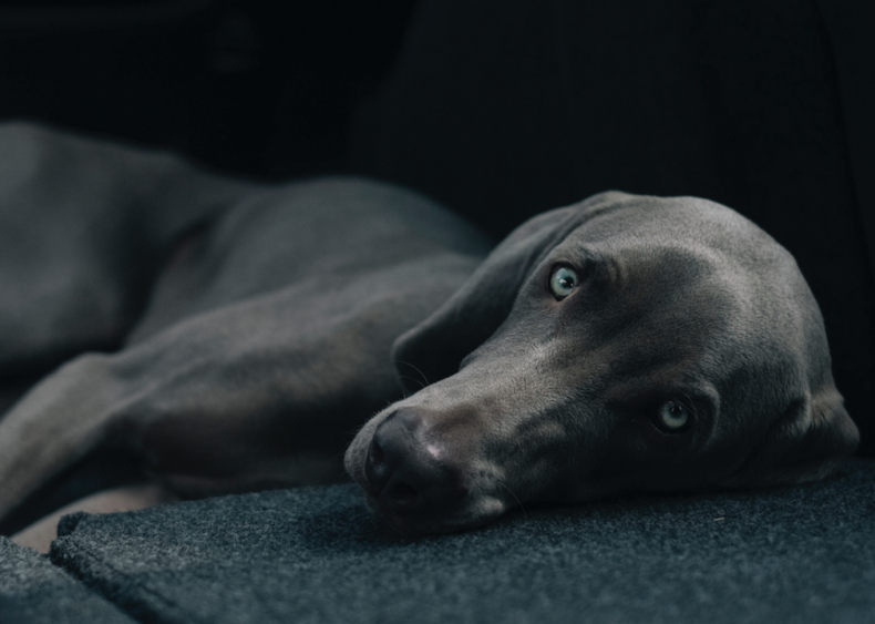 #26. Weimaraner