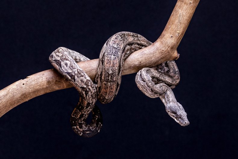 A boa constrictor snake.