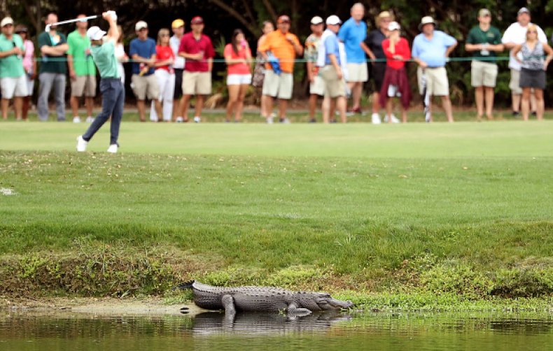 Florida Alligator on Golf Course