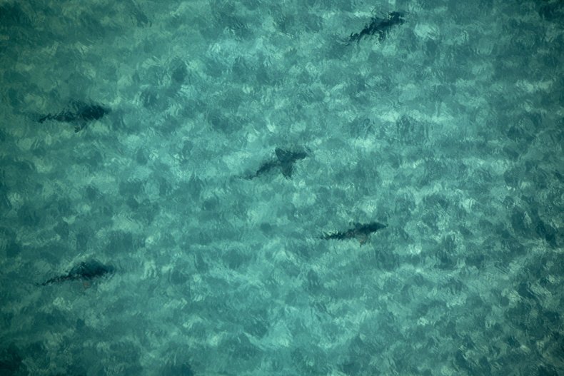 Sharks swimming off the Florida coast