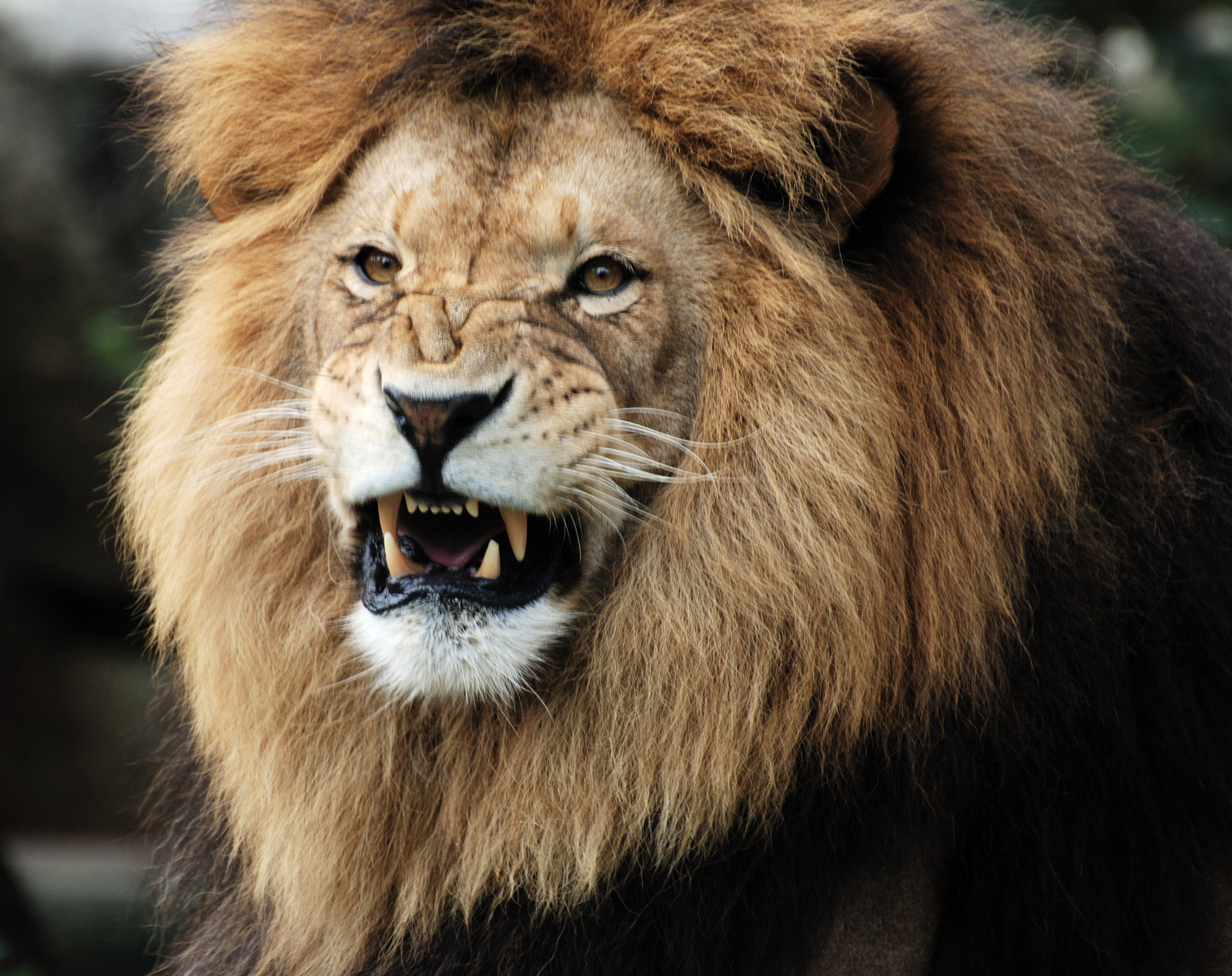 Stock pictures Roar some