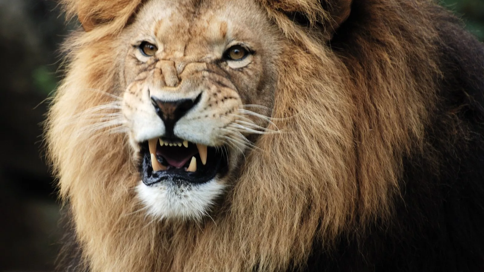 Лев зайд фото Лев зайд фото