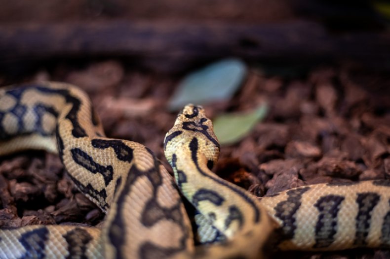 Carpet Python