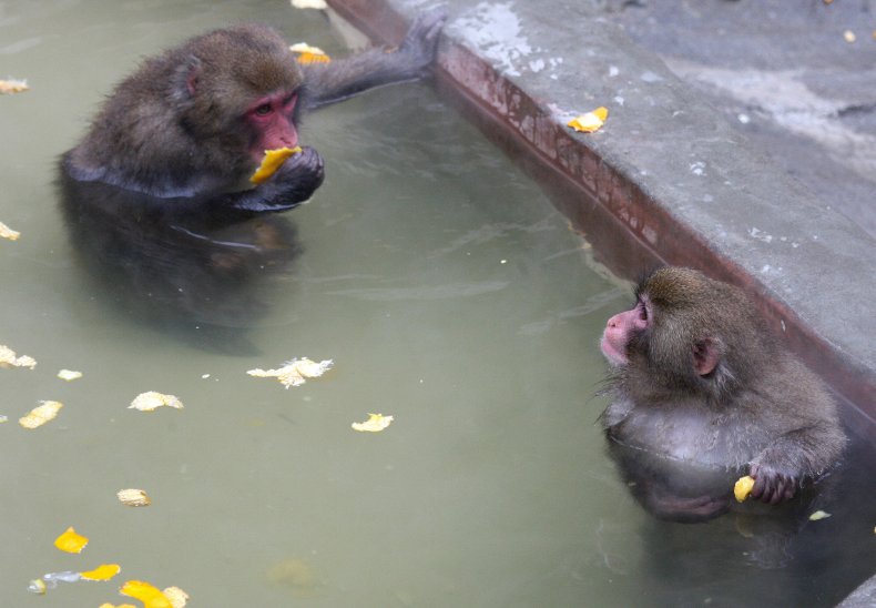 Monkey baths