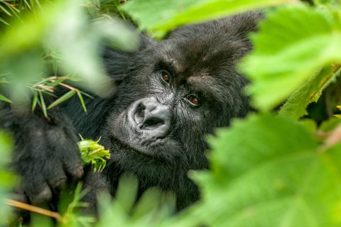 CUL_Map_Travel_Rwanda CUL_Map_Travel_Rwanda