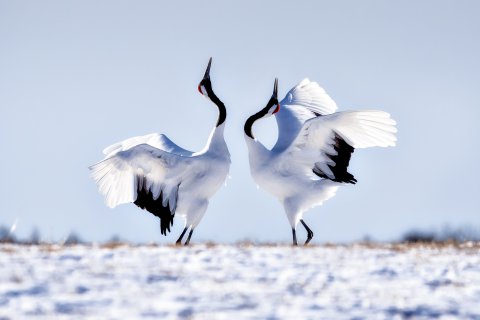 CUL_Map_Travel_Japanese Red Crown Cranes CUL_Map_Travel_Japanese Red Crown Cranes