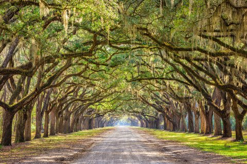 CUL_Map_Travel_Savannah CUL_Map_Travel_Savannah