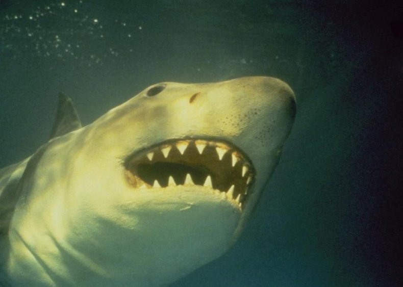 #81. Jaws 3-D (1983)