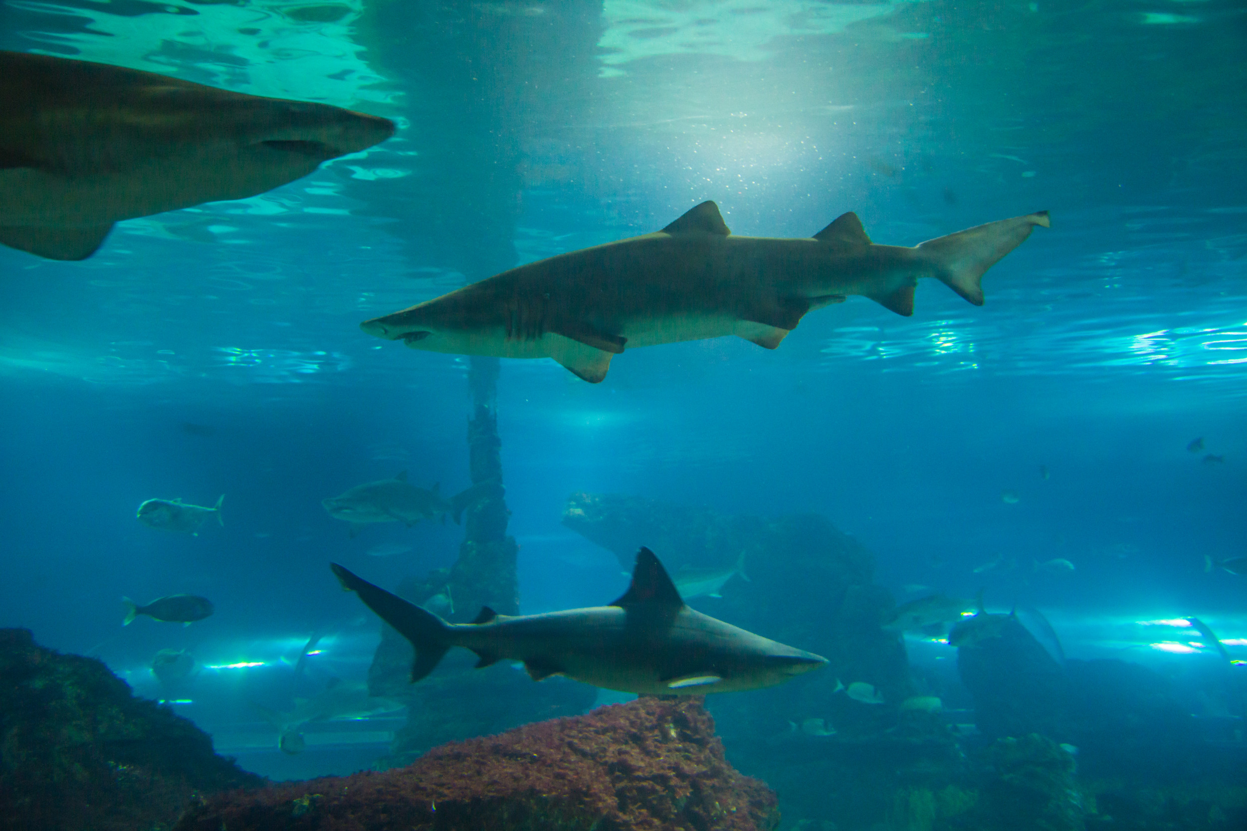 The photo appears to show the shark swimming right in the human yard after the major floods