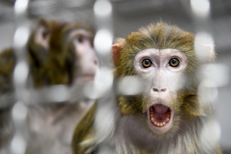 A Rhesus Macaque in a Quarantine Room