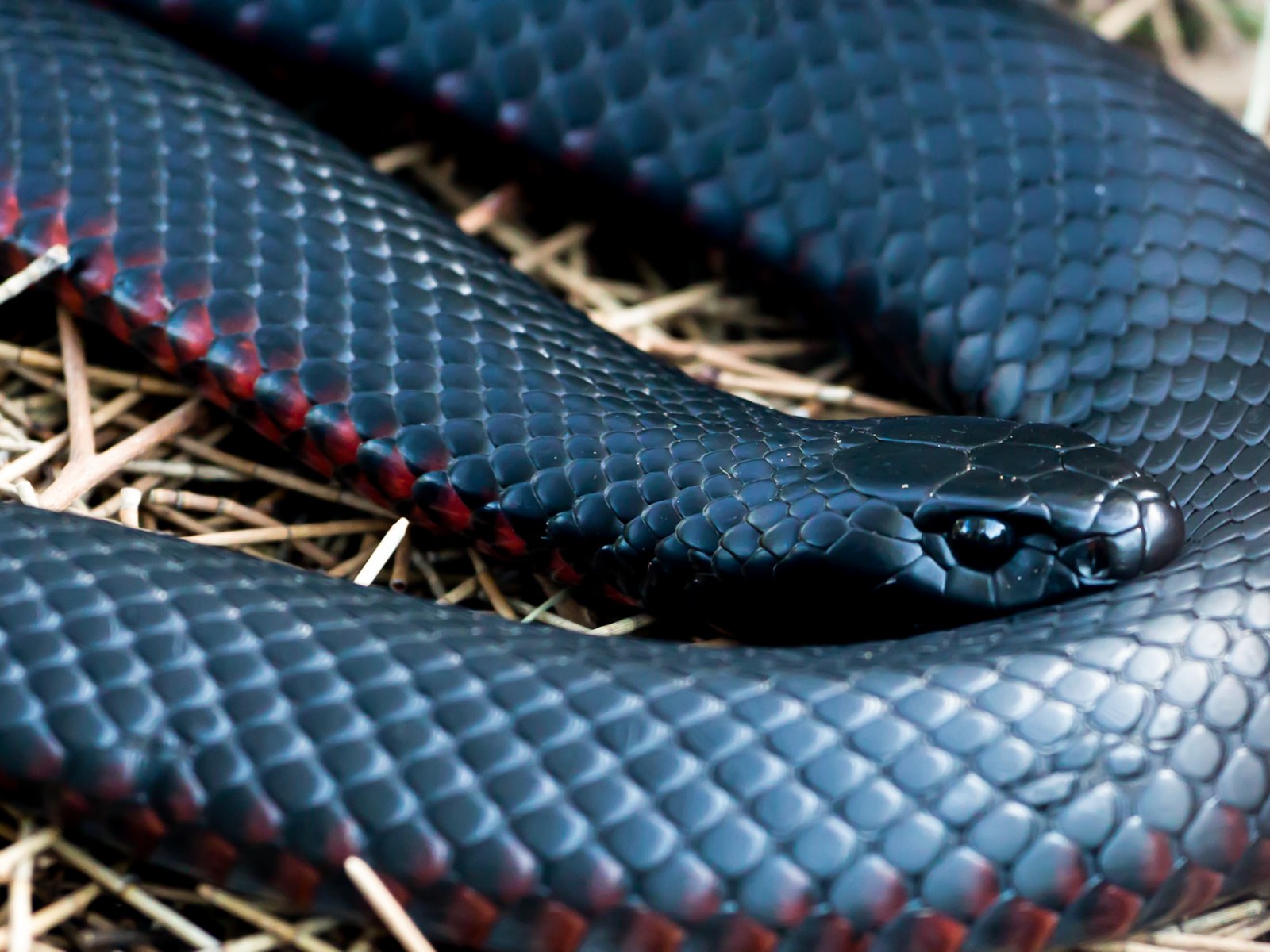 kirmizi yilan ruyada kirmizi yilan