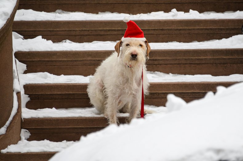 Dog in snow