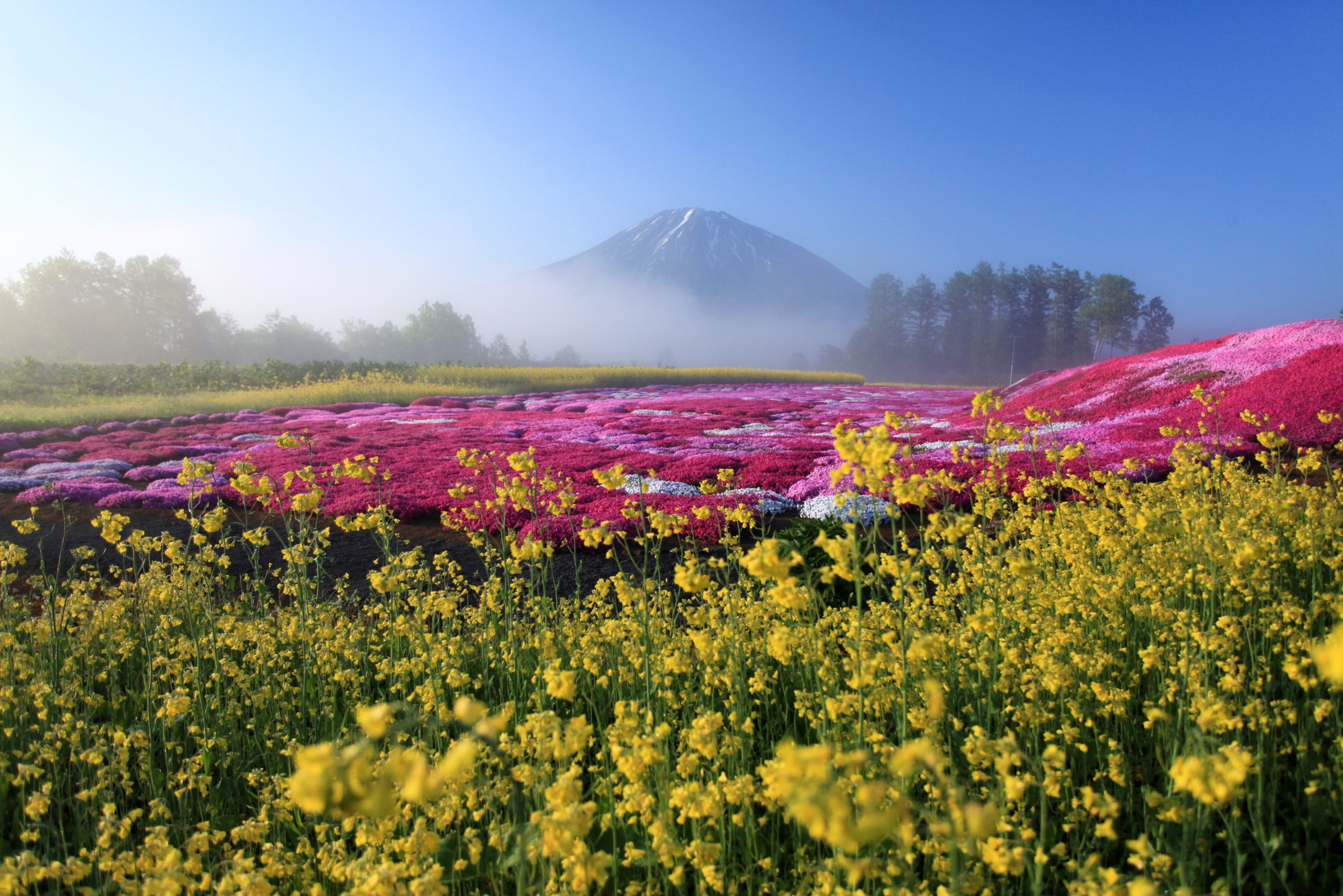 Hokkaido flowers