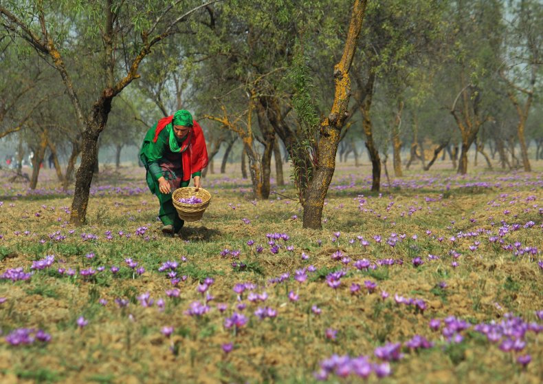 Picking saffron flowers