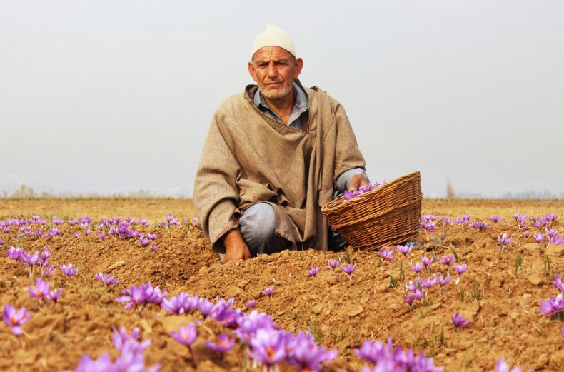 Elderly man collecting flowers