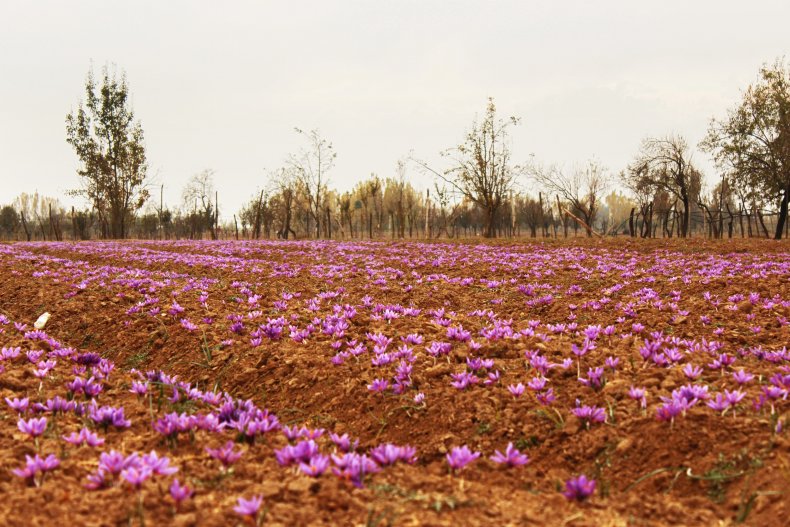 Saffron fields