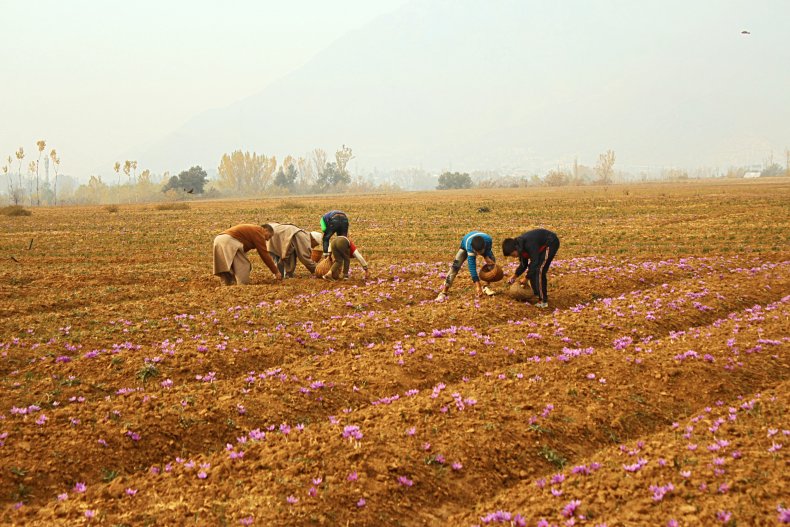 Picking saffron flowers in field
