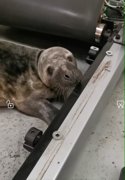 seal, rspca, llanelli, gym, wales, seal, rspca, llanelli, gym, wales,