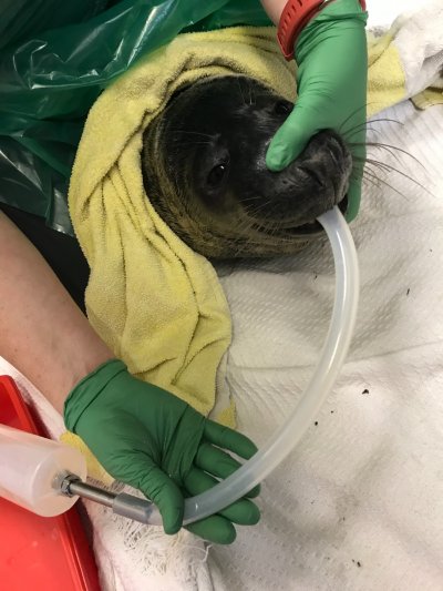 seal, rspca, llanelli, gym, wales, seal, rspca, llanelli, gym, wales,